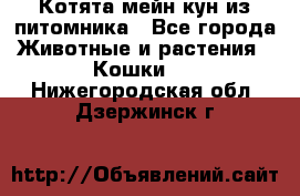 Котята мейн-кун из питомника - Все города Животные и растения » Кошки   . Нижегородская обл.,Дзержинск г.